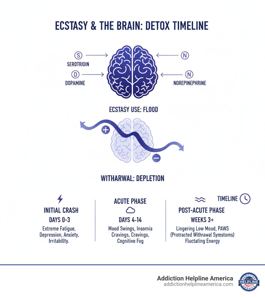 Infographic showing how ecstasy affects the brain by flooding it with serotonin, dopamine, and norepinephrine, leading to depletion during withdrawal and the timeline of detox symptoms from initial crash through post-acute phase - Ecstasy Detox infographic
